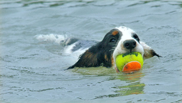 Absolute Gun Dogs