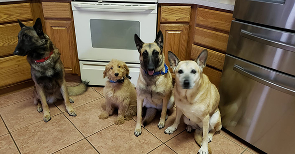 Sit Means Sit Dog Training Clermont — dog trainer in Clermont, FL