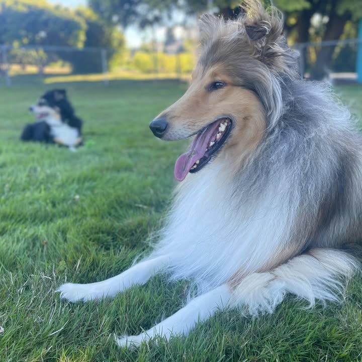 Hardisty Dog Training