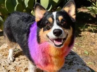 Walk! ATX Pet Care