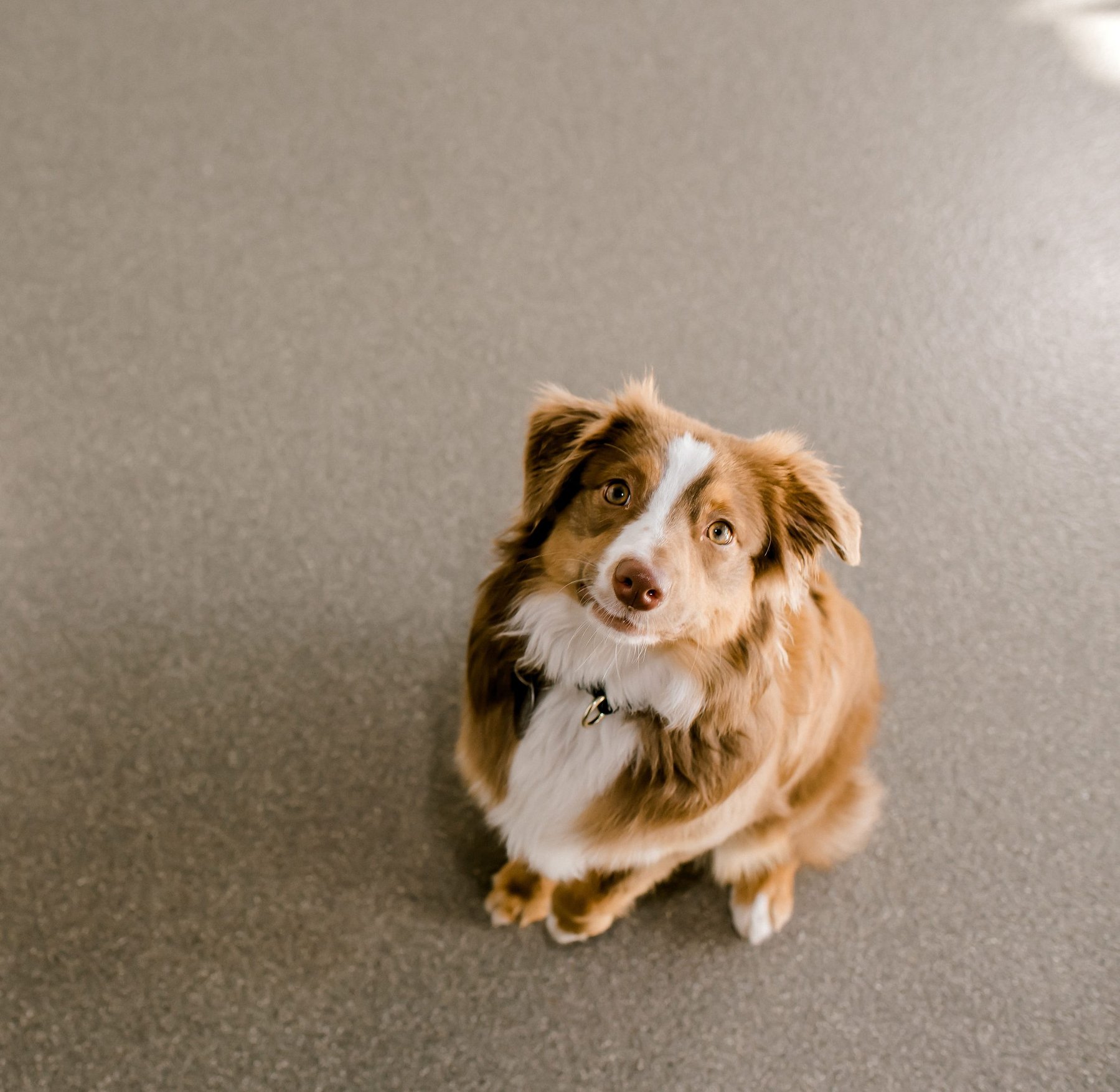 Wag Central