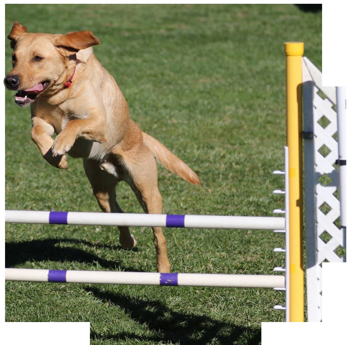 For Dogs Only