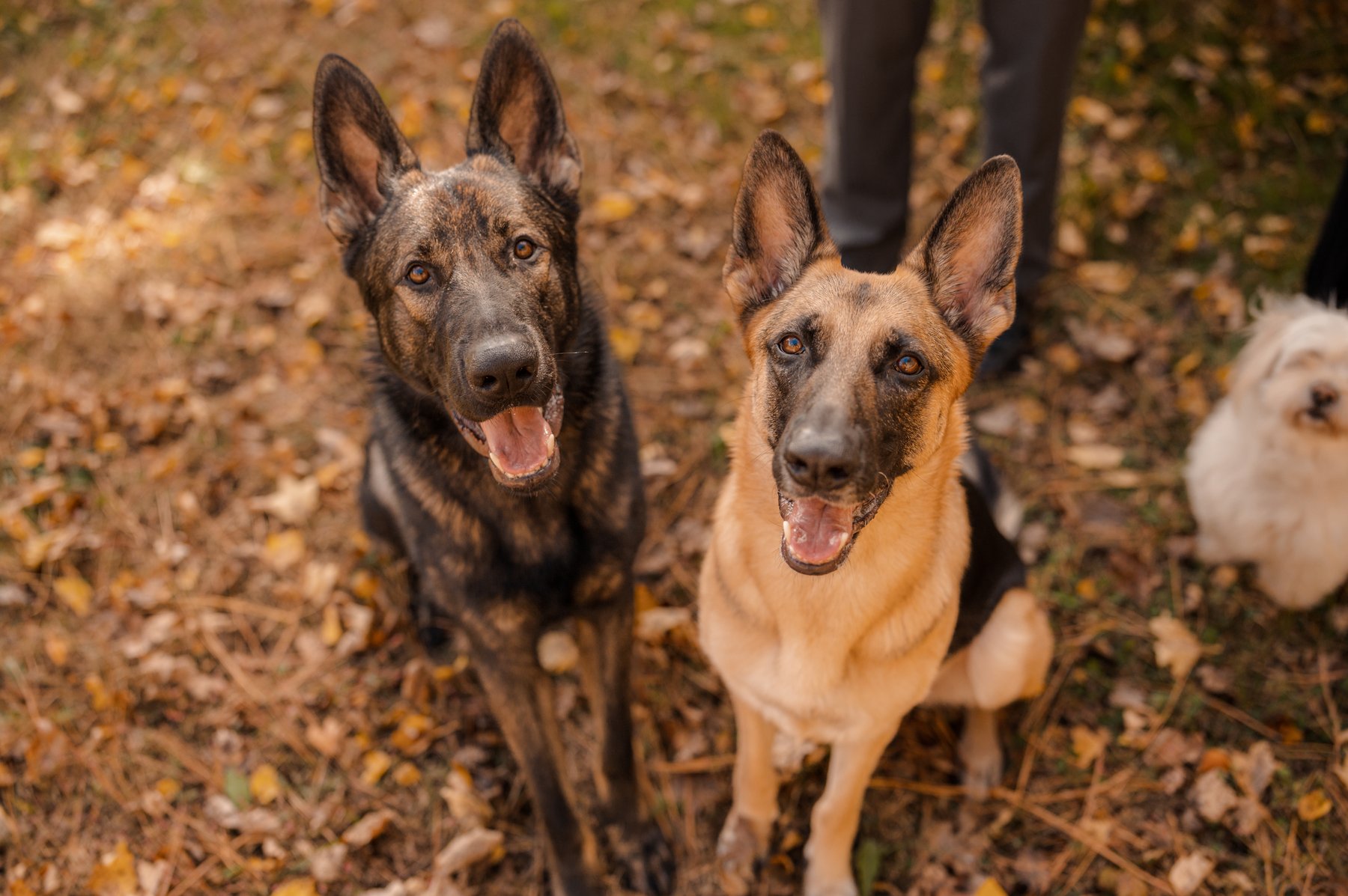 K9aholics MD