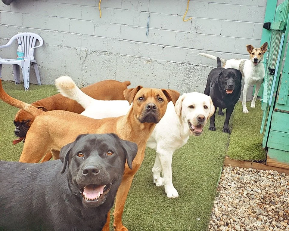 Crazy Canines, Inc.