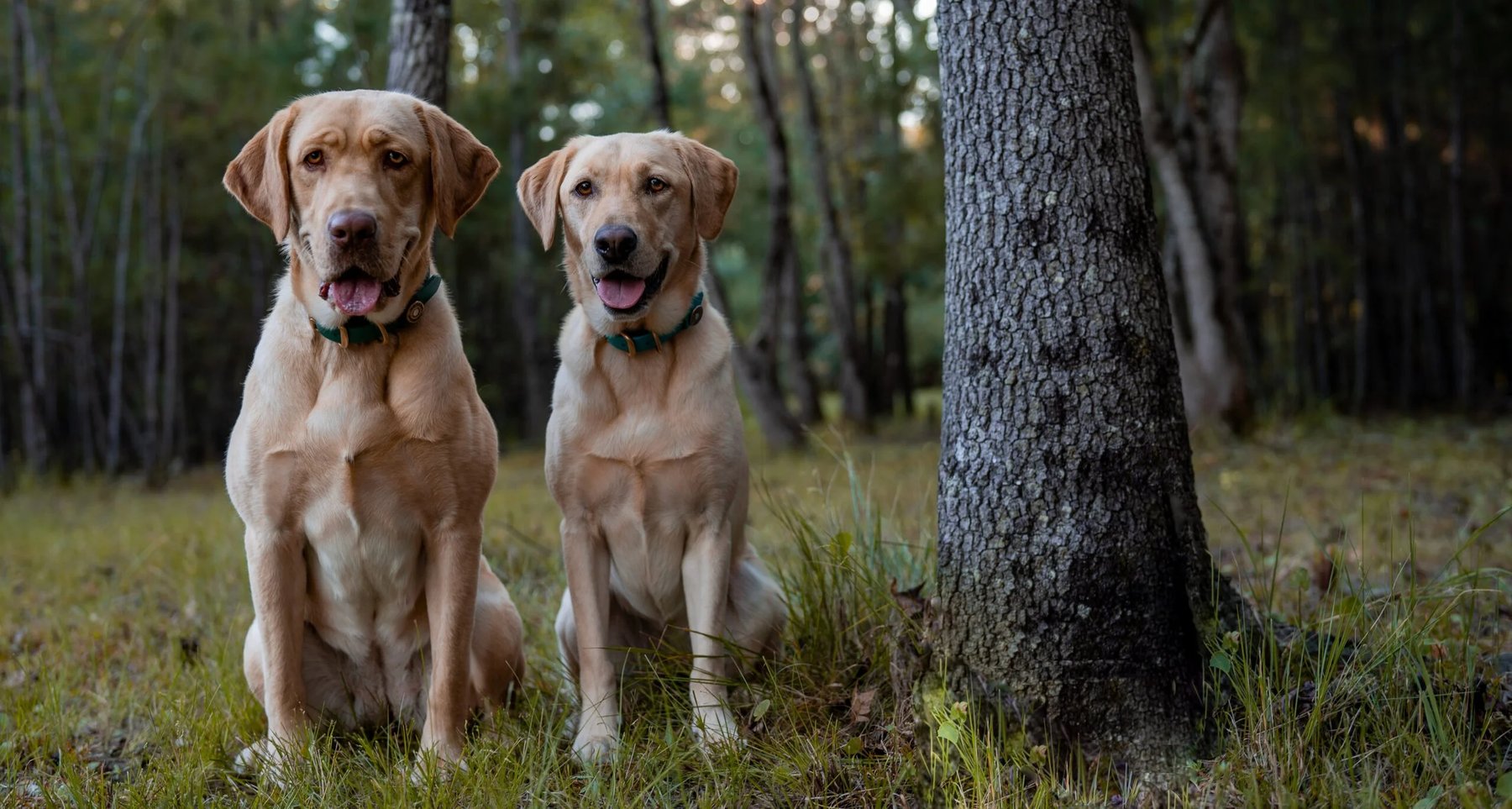 Freedom Dogs — dog trainer in Conroe, TX