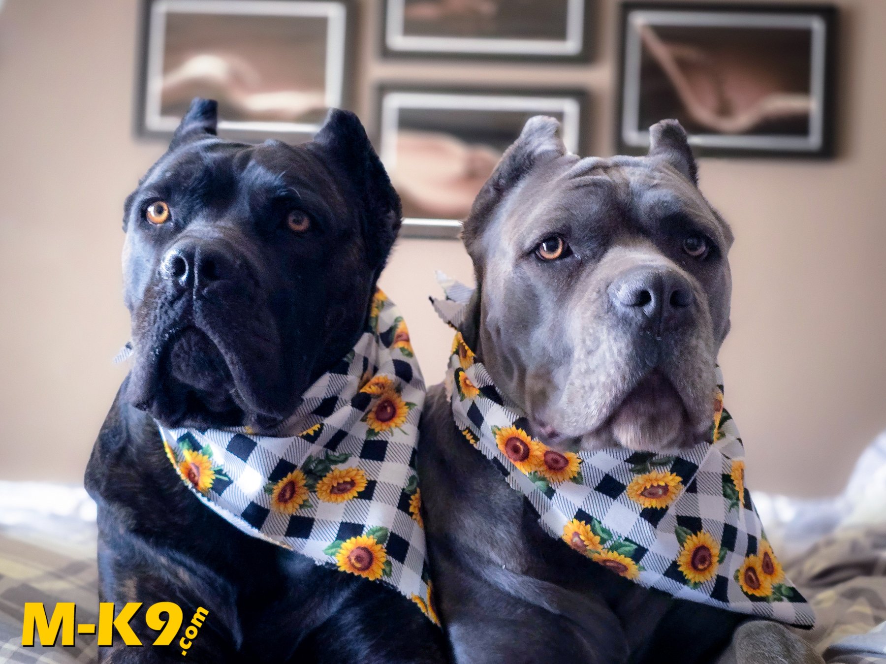 M-K9 • Meraki Cane Corso • XXX Bullies • Whimsical IGs