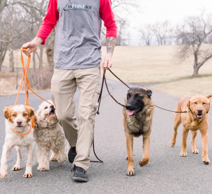 OnPoint-K9 Training & Mobile Grooming — dog trainer in Bridgewater, NJ