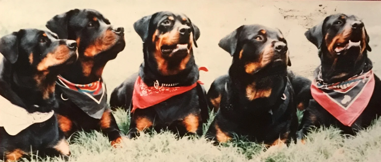 Pawsitive Prep Dog Training