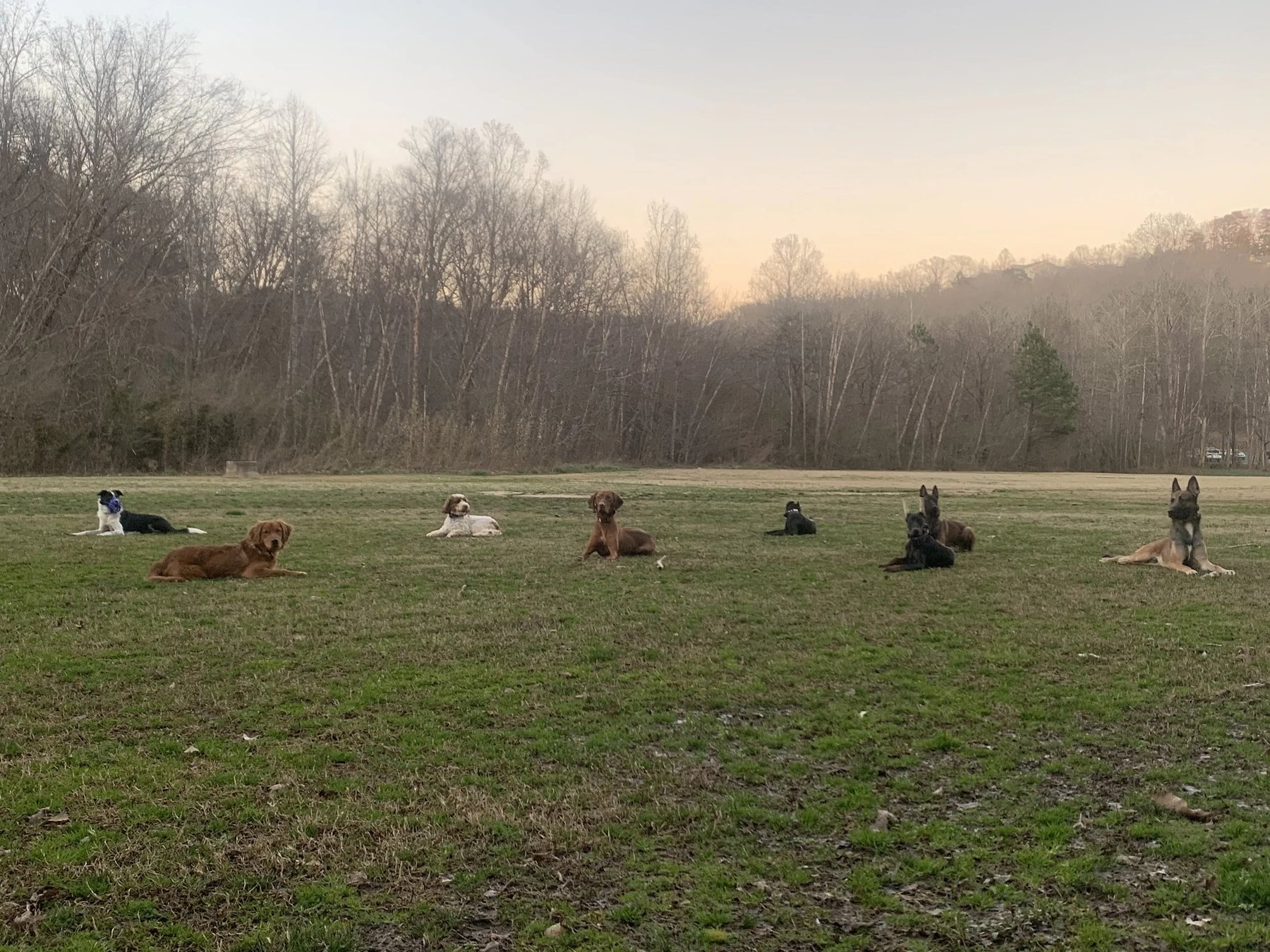 Brooks K9 Solutions