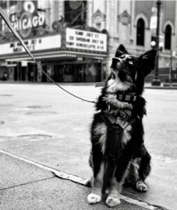 Train A Dog Save A Warrior