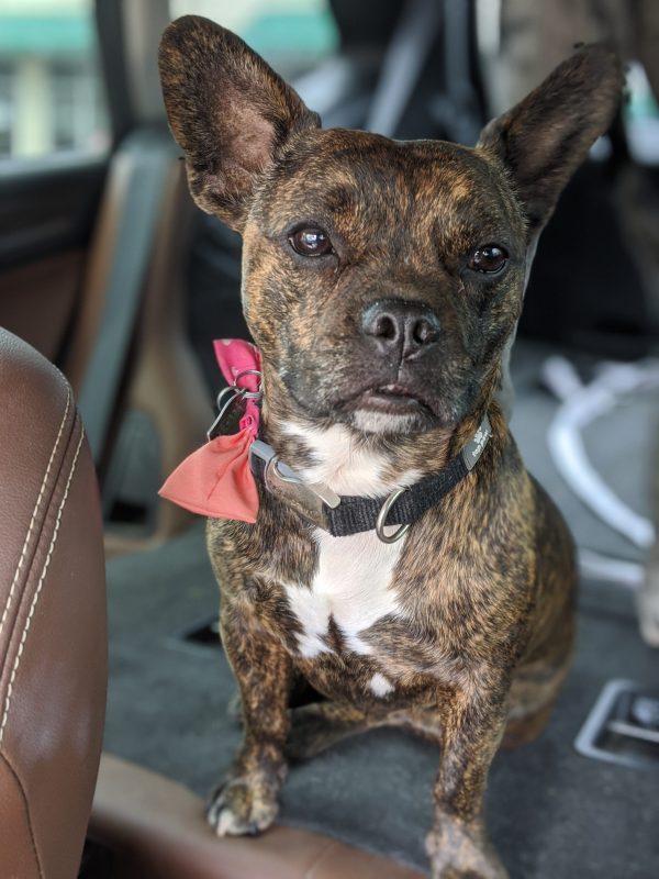 Delightful Dog Mobile Obedience Training — dog trainer in Huntsville, AL