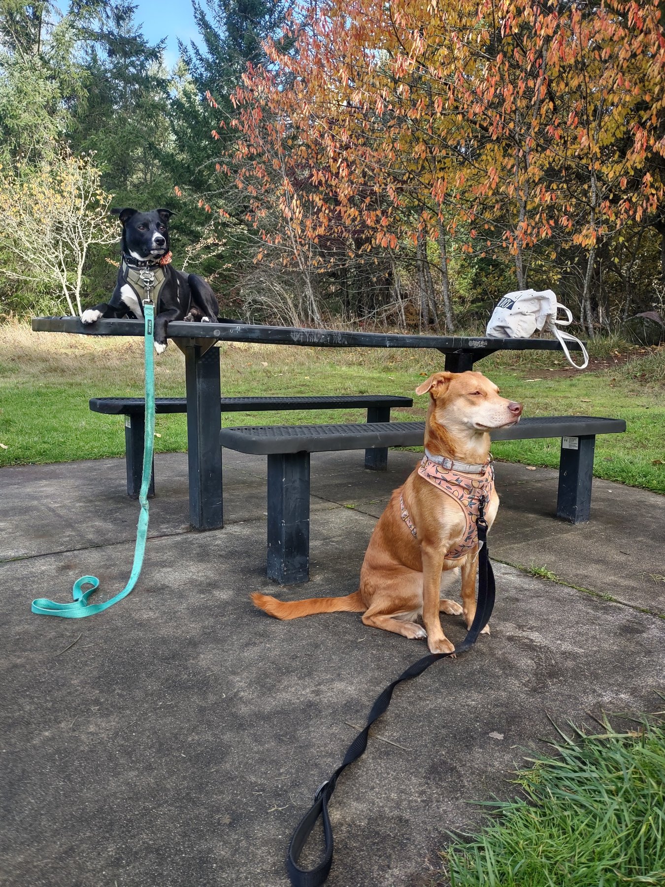 KC’s K9’s Science Based Dog Training