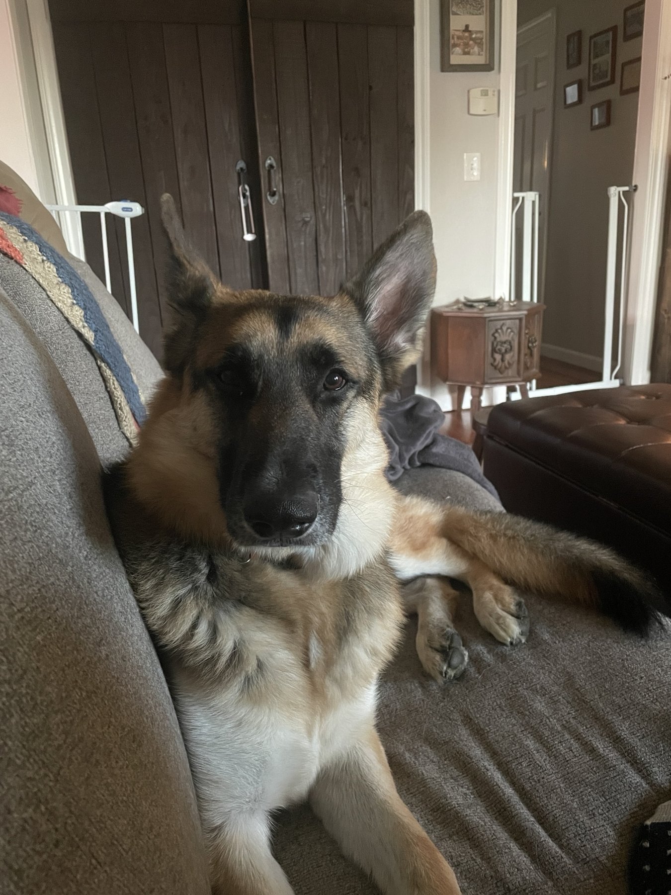 Four Paws & You Dog Training LLC