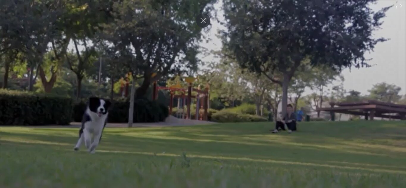 Citizen K9 Dog Training And Agility