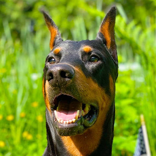 The Canine Resource Center