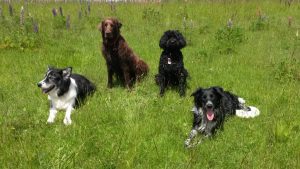 Injoydogtraining
