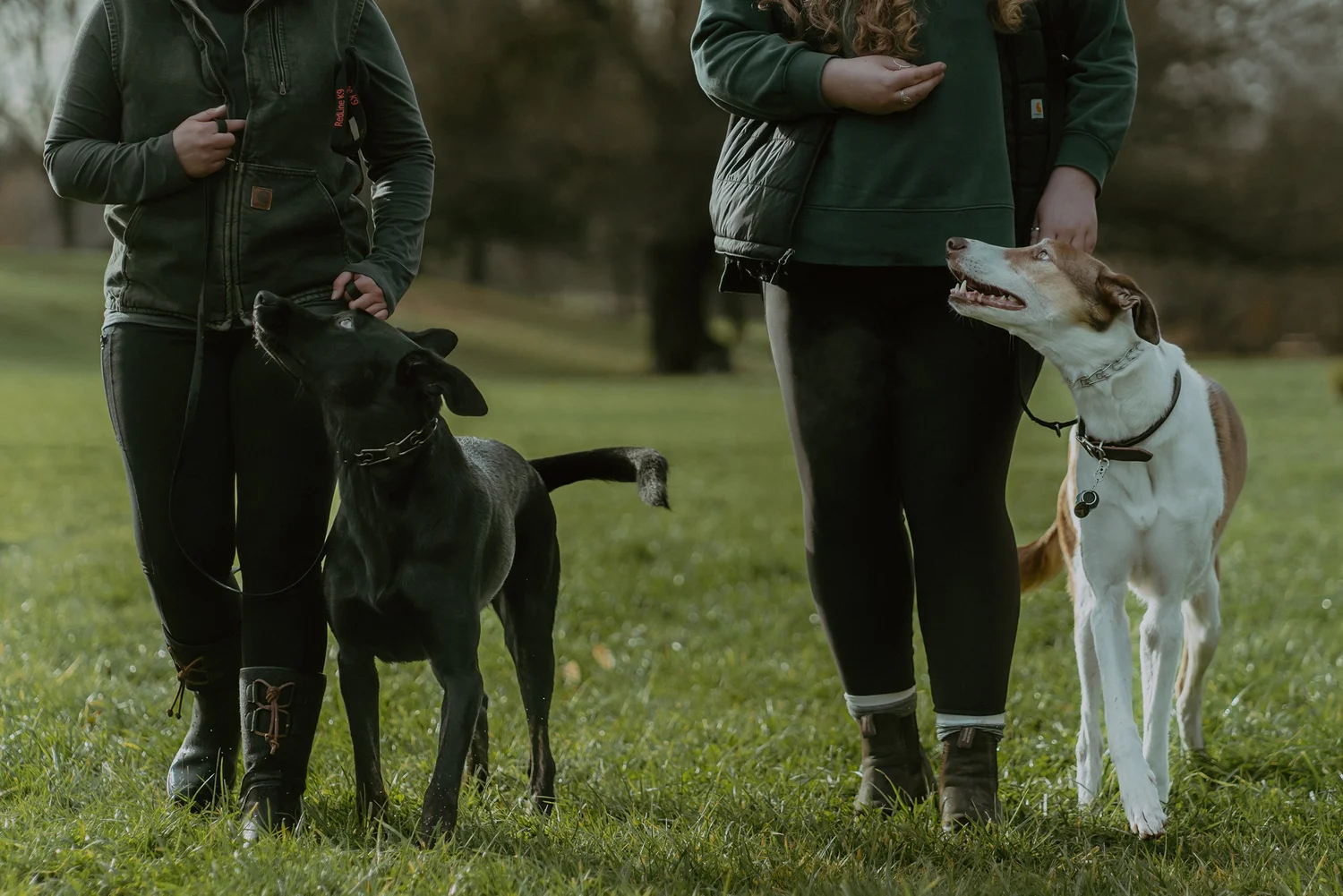 Lagom K9 Services