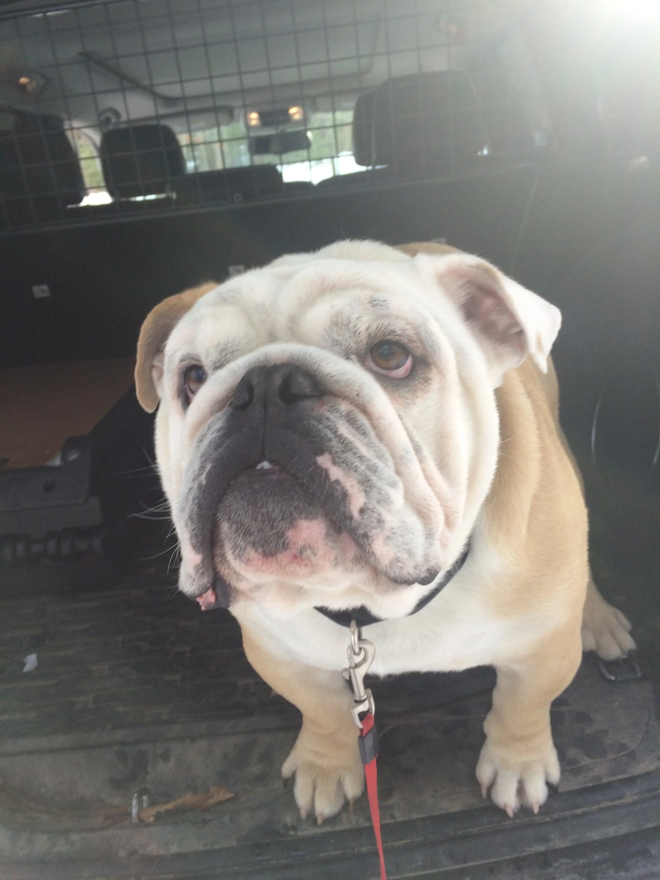 robin hill training — dog trainer in Lynn, MA