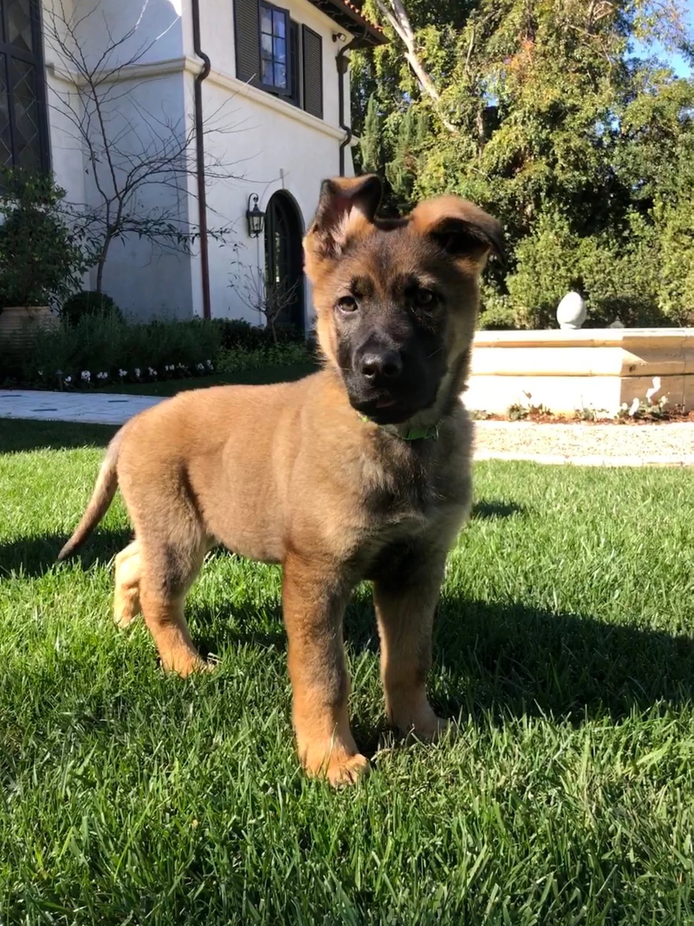 SoCal K9 Consulting