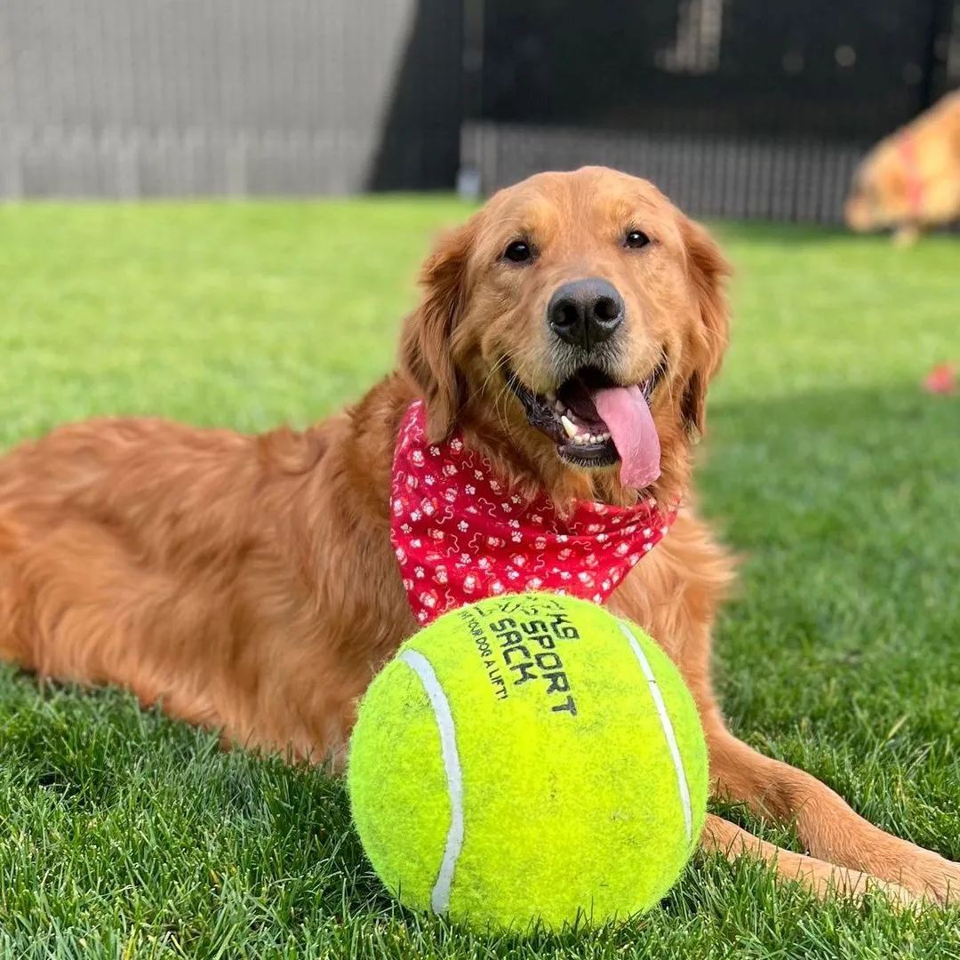 Poulsbo Pet Club