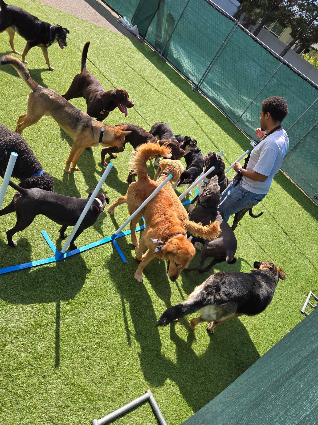 Happy Dogs 4 Life