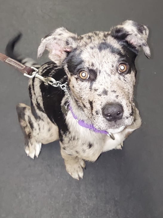 Unleashed Dog Training — dog trainer in Barnstable, MA