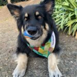Kindred Spirits Canine Education Center