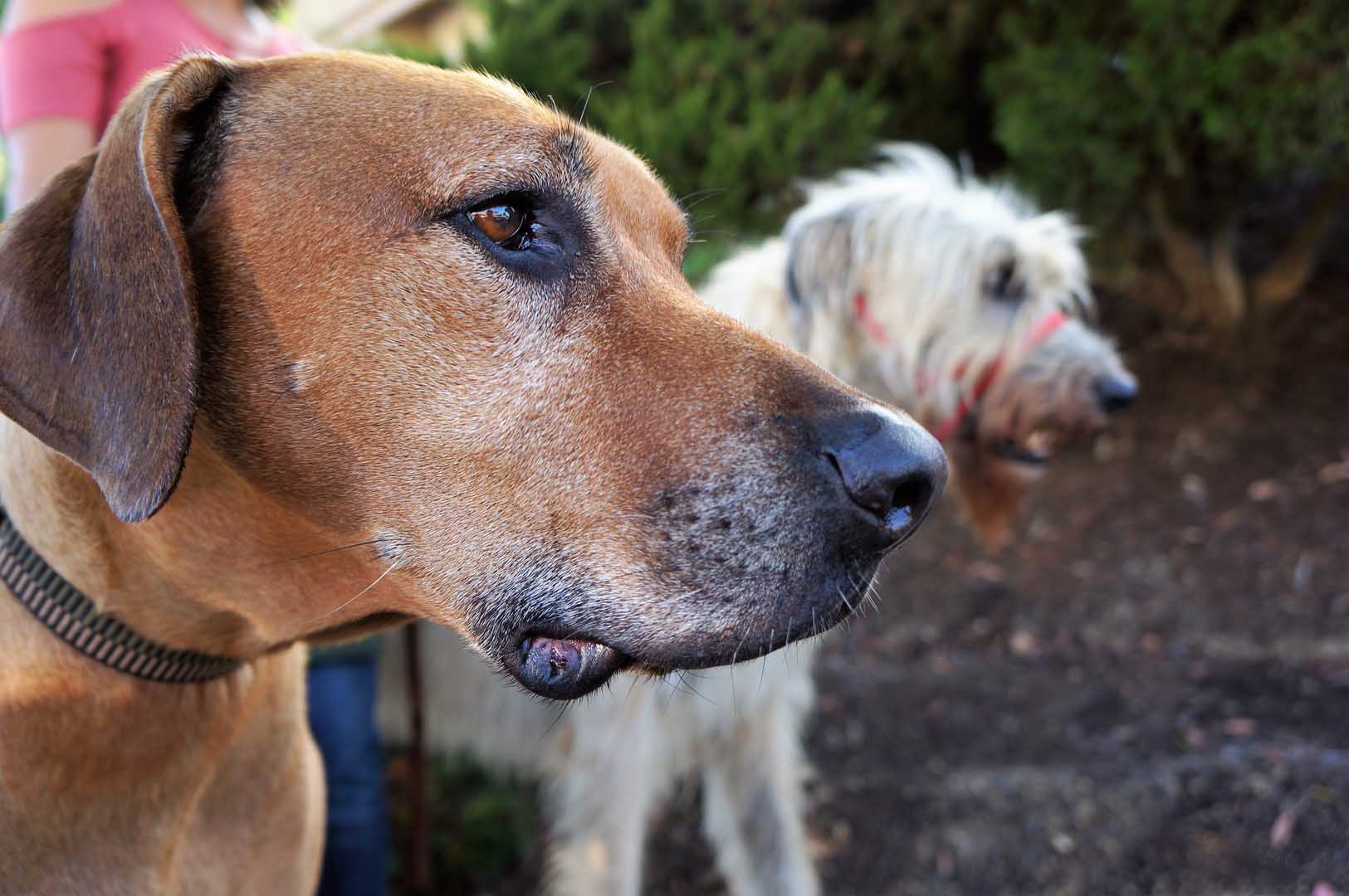 K9 EX