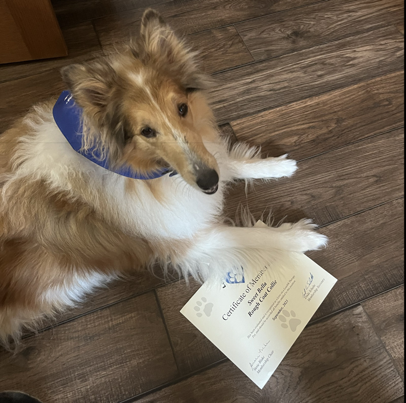 Balanced Behavior Dog Trainer, LLC