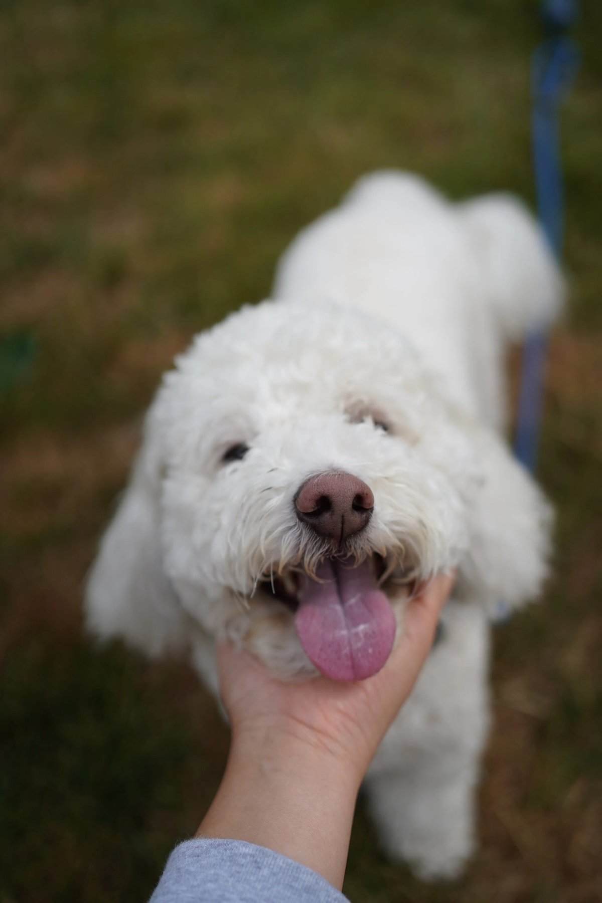 Balanced Bond Dog Training