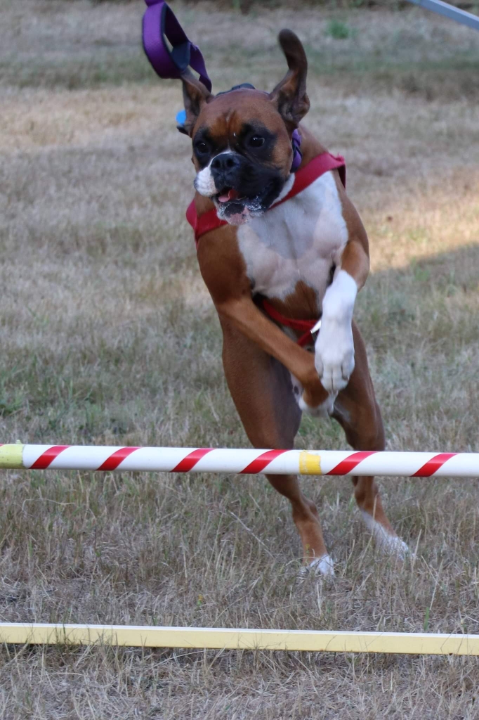Pup Pawsitive