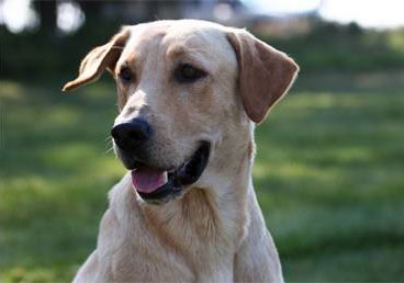Dobbin Dog Ranch