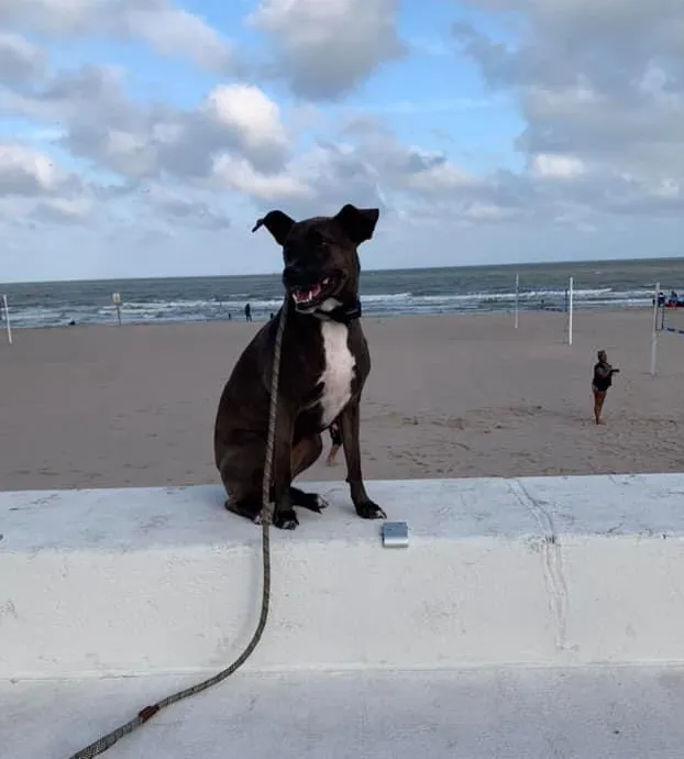 Elite K-9 — dog trainer in Corpus Christi, TX