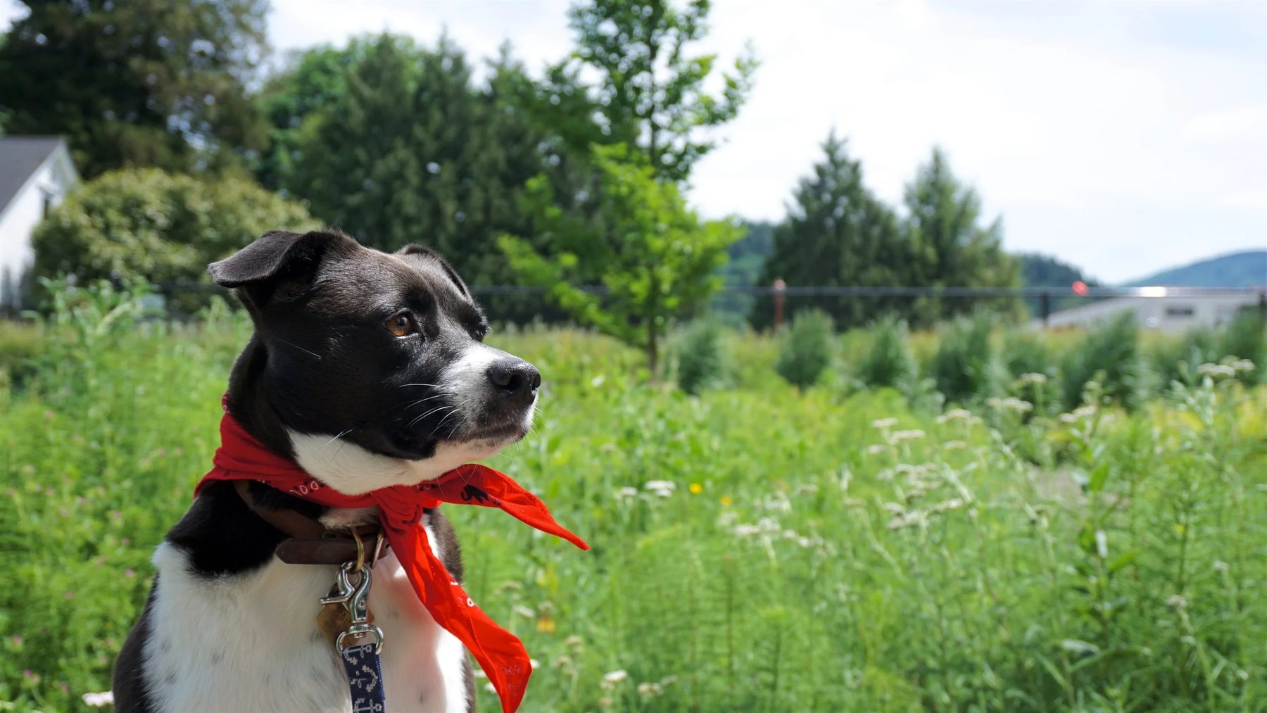 Will's Dogs — dog trainer in Seattle, WA