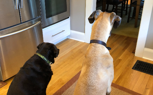 Comet ‘n’ Cloud Dog Training