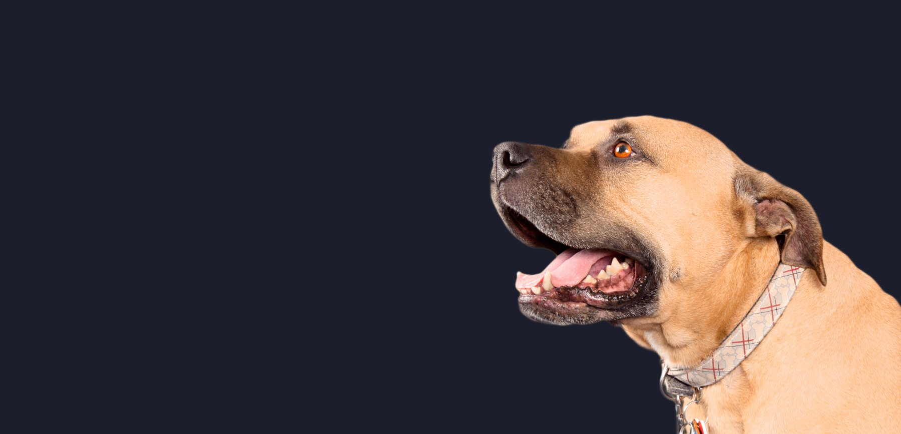 PrancingPaws.com