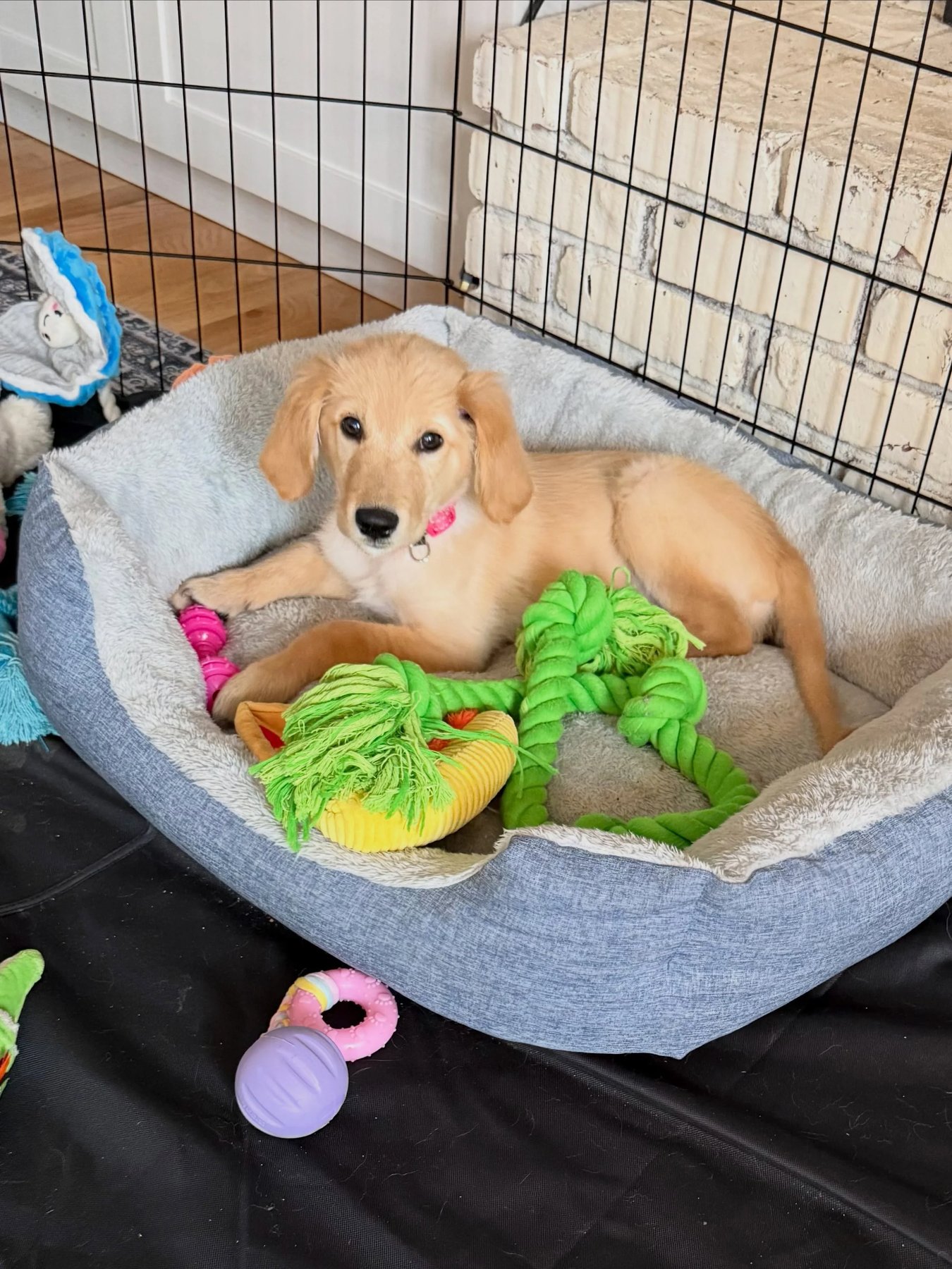 Canine Cornerstone, LLC
