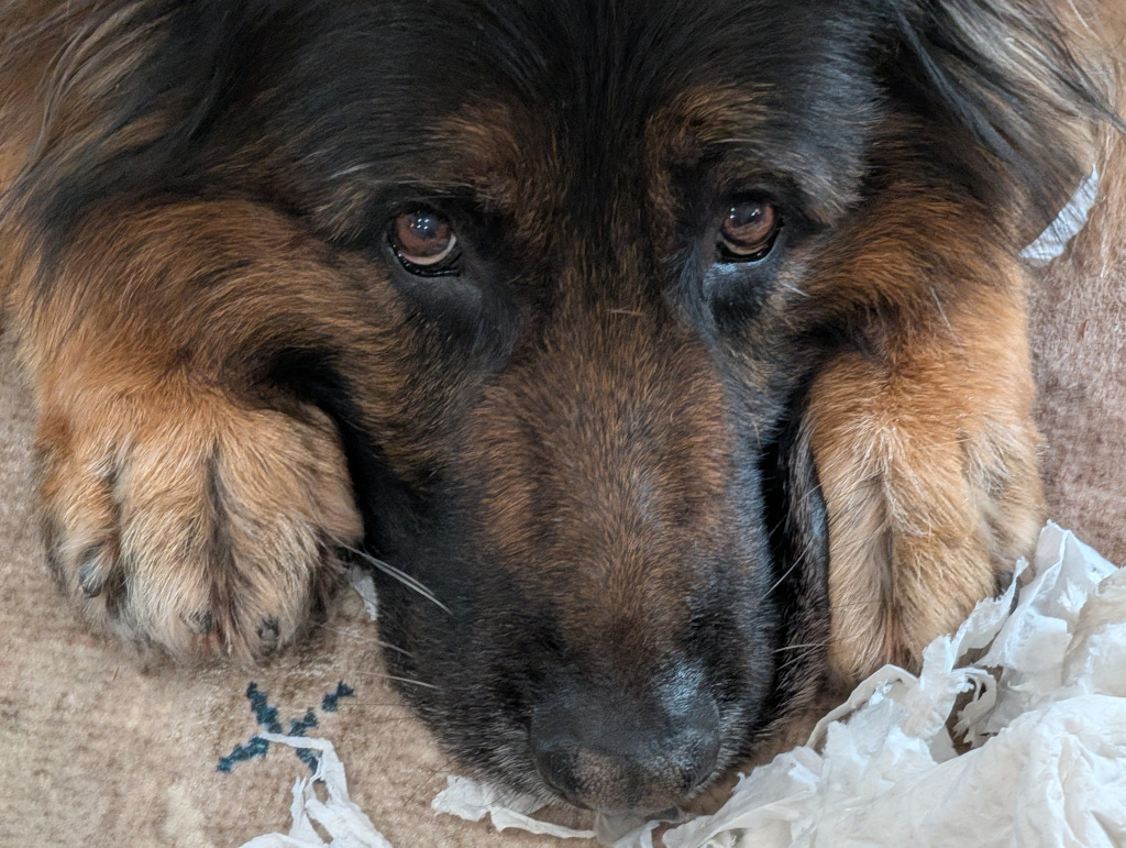 Pavlov Dog Training – Portland