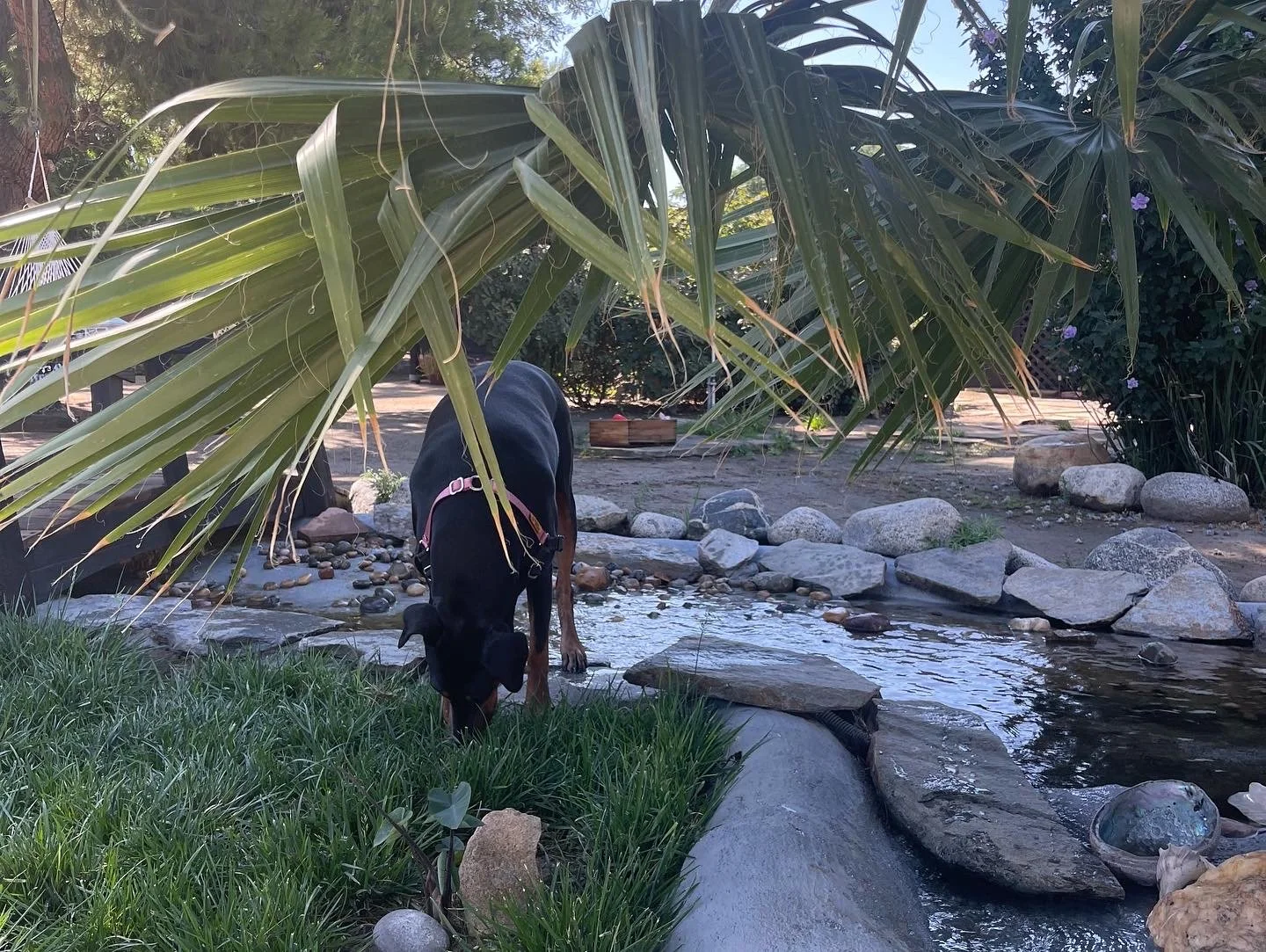 The Proud K9 — dog trainer in Palm Springs, CA