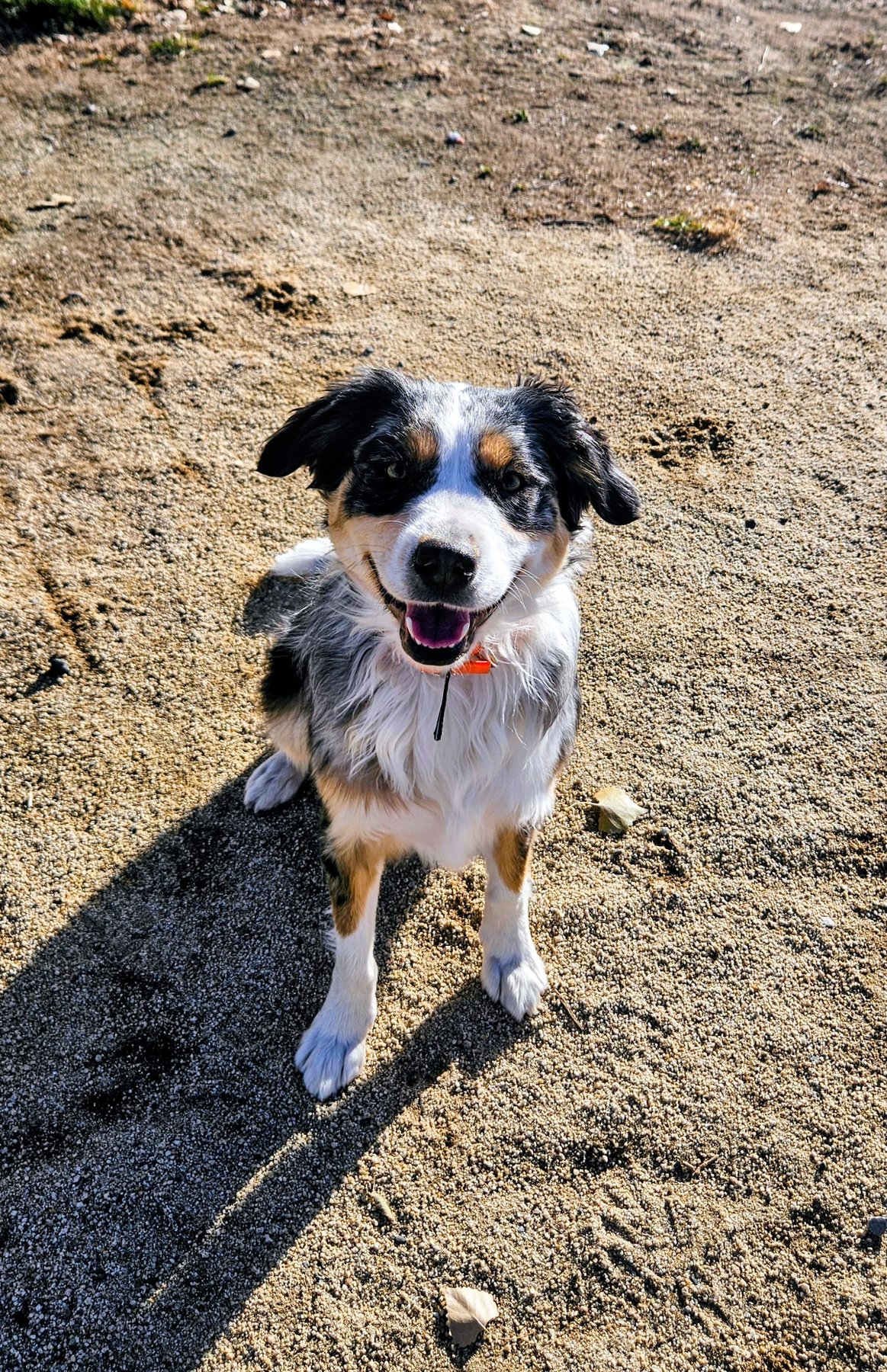 Dynamic Good Dog, Fernley NV