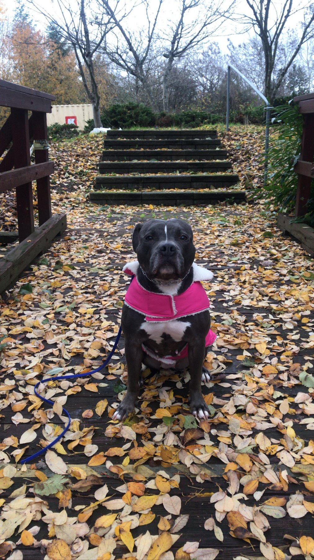 WithTheSits Dog Training, LLC