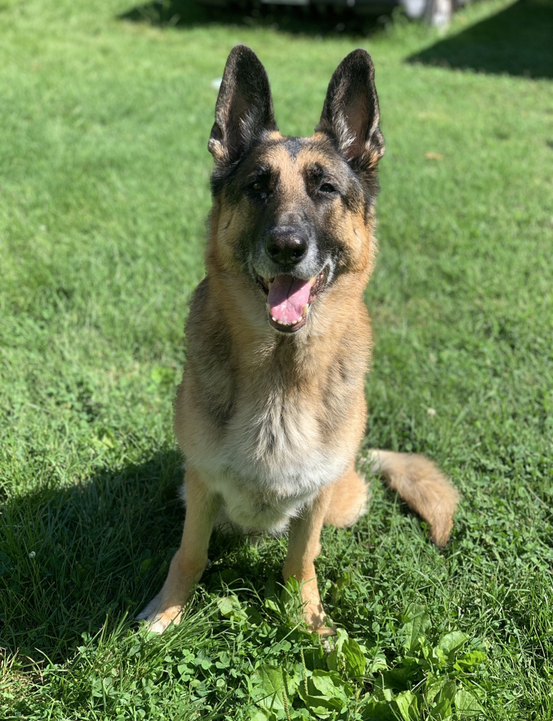 Companion K9