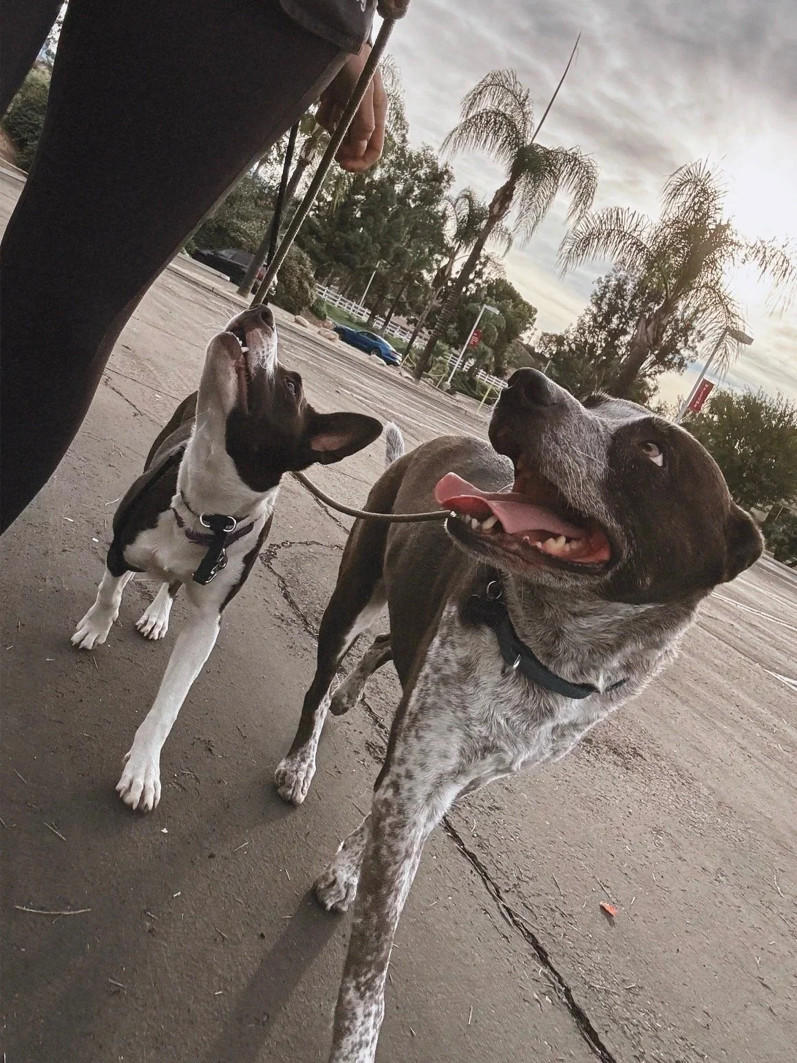 Balanced Pups Dog Training — dog trainer in San Bernardino, CA