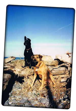 Any Breed Training