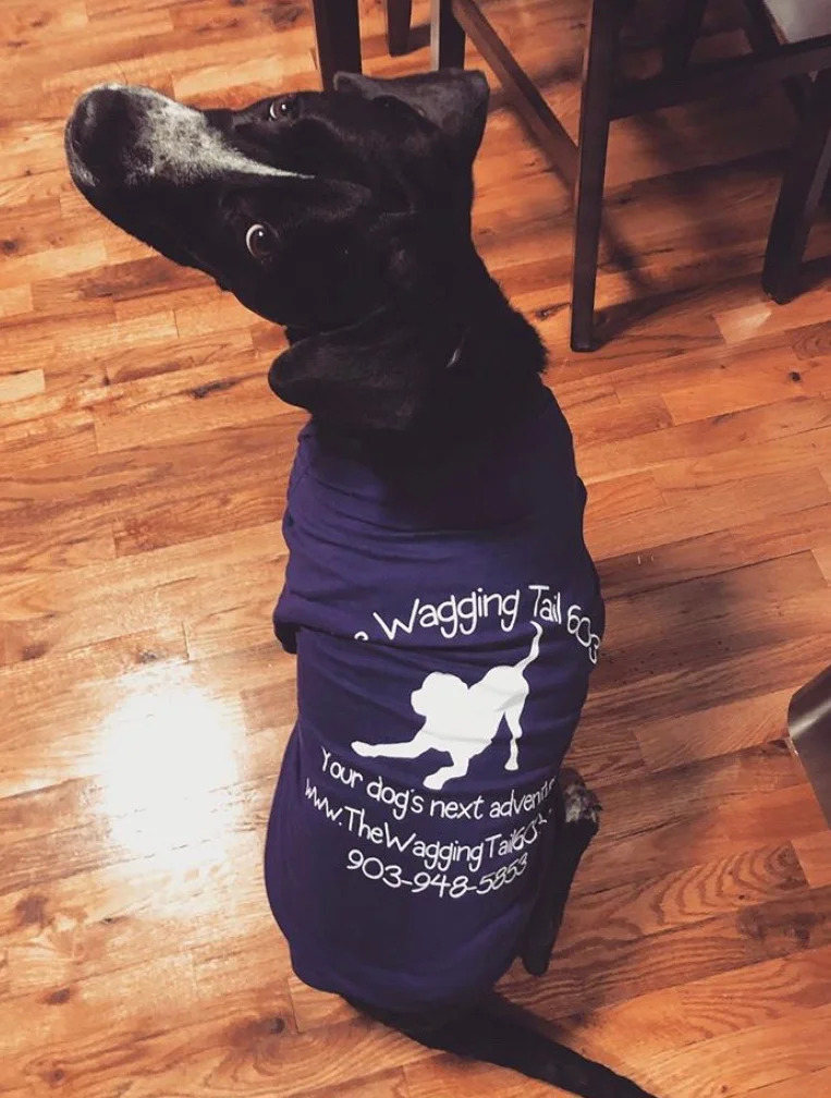 The Wagging Tail 603