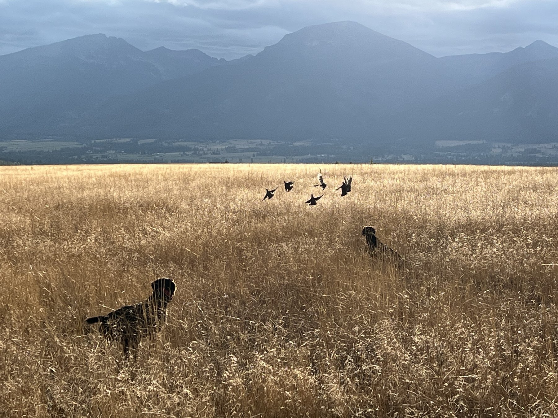 Mountain Standard Dog Training
