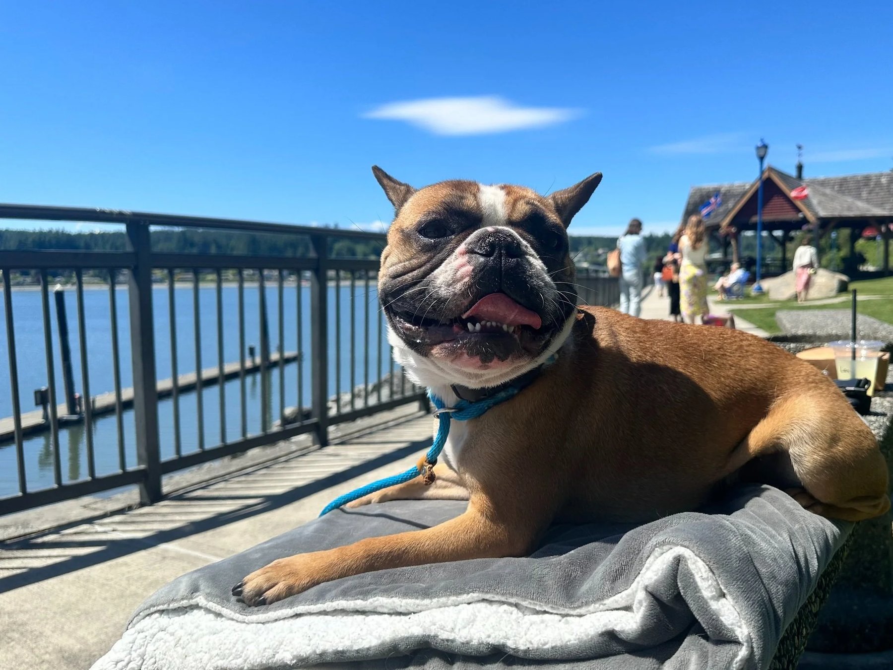 Dexter’s Canine College