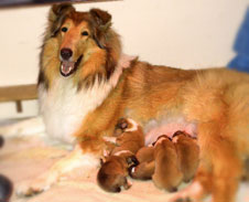 Kings Valley Collies