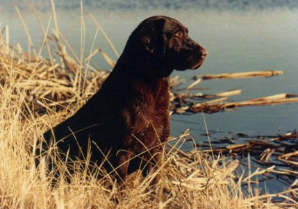 Thunder Ridge Kennels