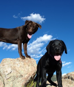 Faithful Friends Dog Training, LLC.